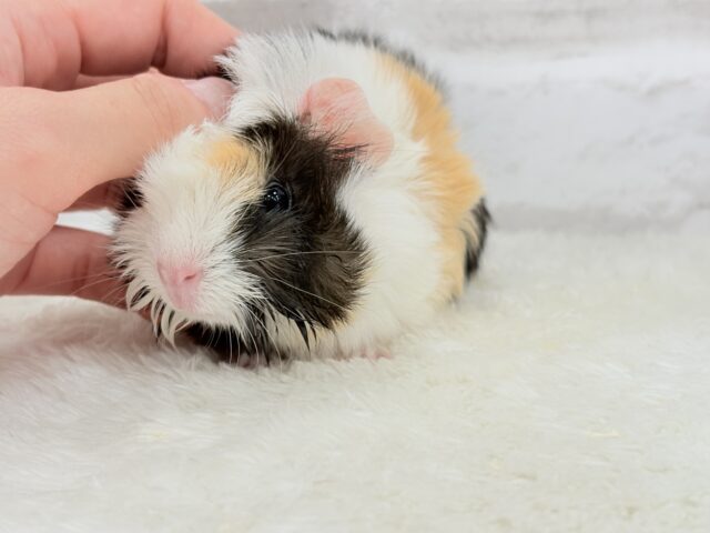 アビシニアンモルモット