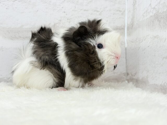 アビシニアンモルモット