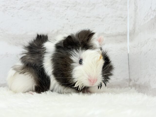 アビシニアンモルモット