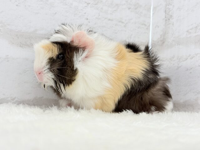 アビシニアンモルモット