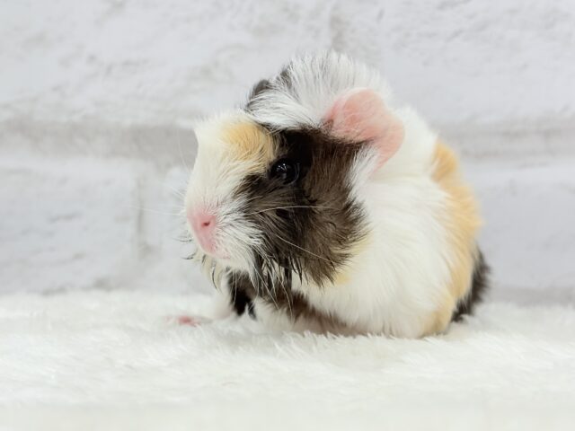 アビシニアンモルモット