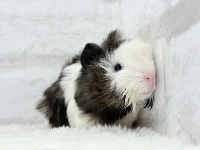 アビシニアンモルモット