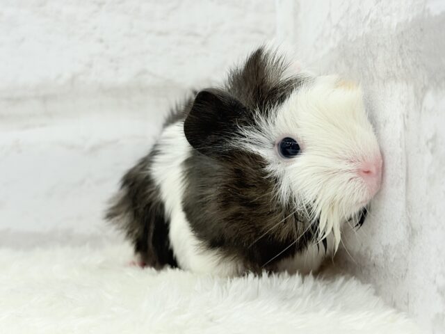 アビシニアンモルモット