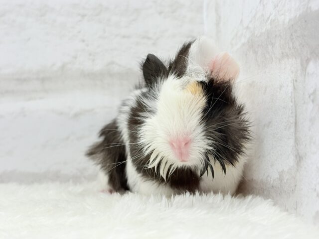 アビシニアンモルモット