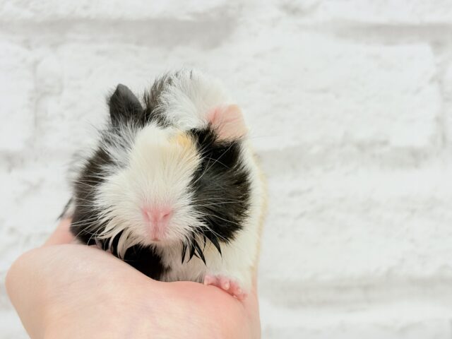 アビシニアンモルモット