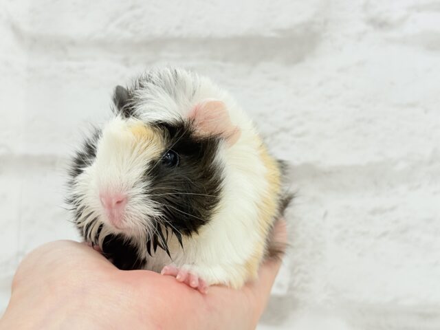 アビシニアンモルモット