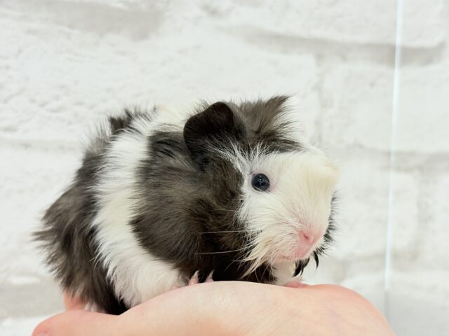 アビシニアンモルモット