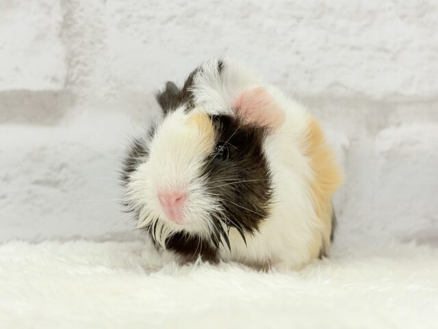 アビシニアンモルモット