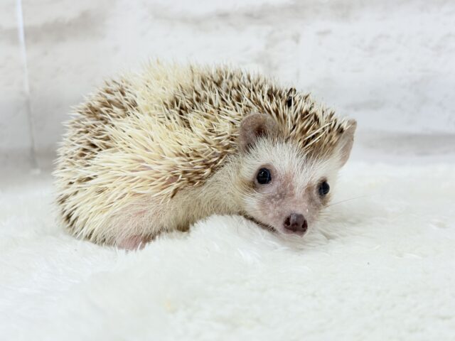 ハリネズミ（ヨツユビハリネズミ）