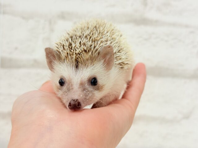 ハリネズミ（ヨツユビハリネズミ）