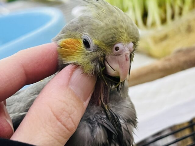 オカメインコ