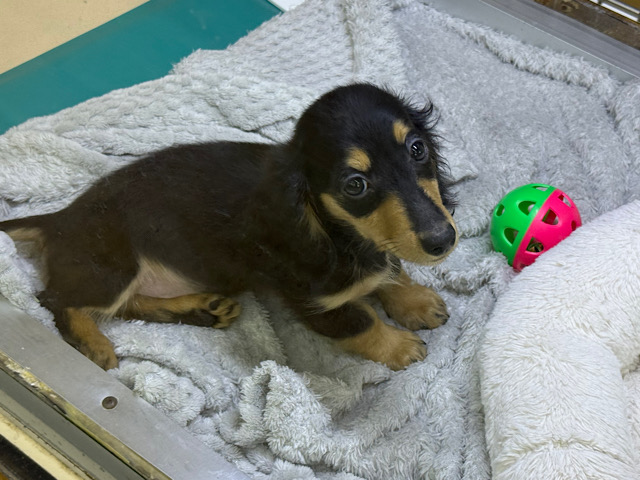 カニンヘンダックス