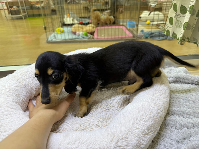 カニンヘンダックス