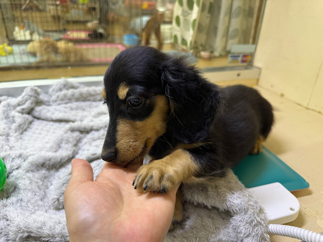 カニンヘンダックス