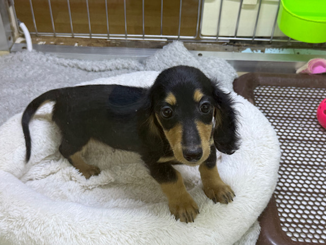 カニンヘンダックス