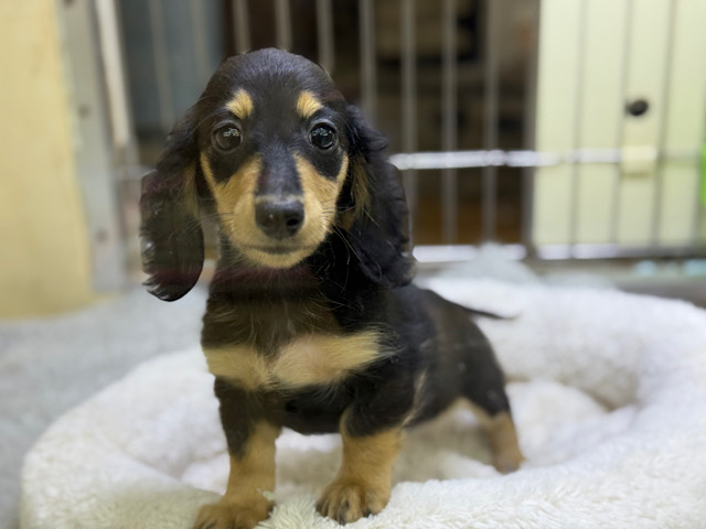 カニンヘンダックス