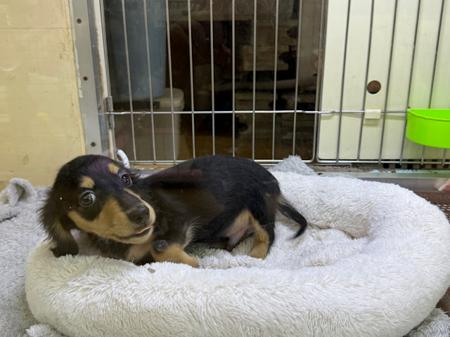 カニンヘンダックス