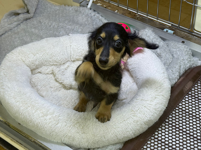 カニンヘンダックス