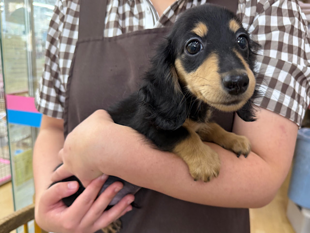 カニンヘンダックス