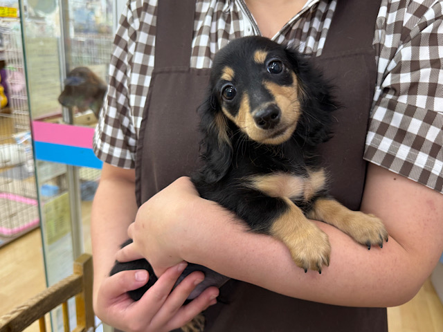 カニンヘンダックス