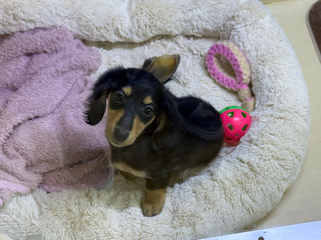 最新画像になります☆アゲ↑、サゲ↓~~わかりやすっ💓カニンヘンダックスの男のコきました〜🌟 カニンヘンダックス