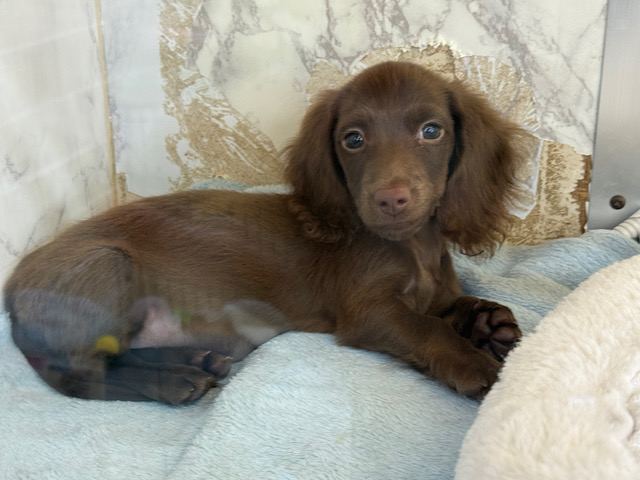 ミニチュアダックス