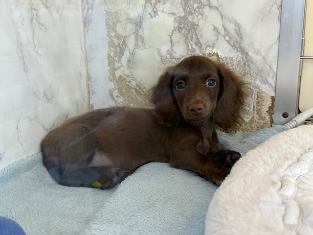 ミニチュアダックス