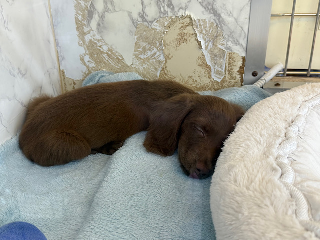 ミニチュアダックス