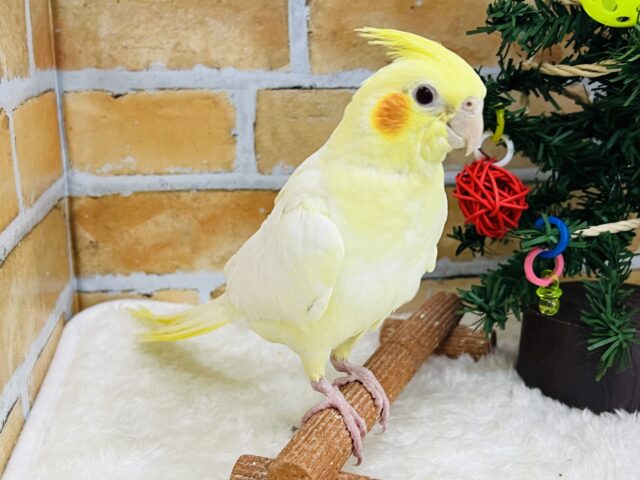 オカメインコ