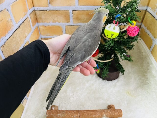 オカメインコ