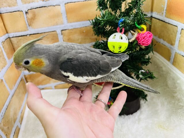 オカメインコ