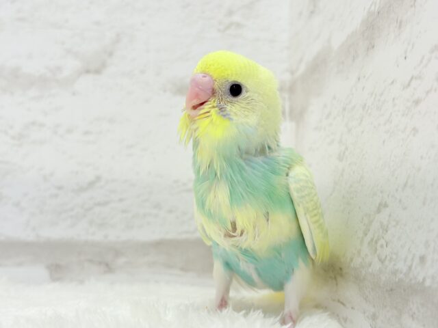 セキセイインコ