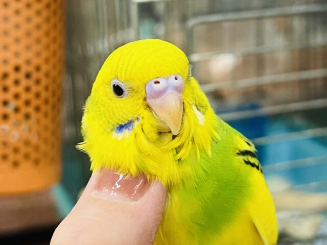 セキセイインコ