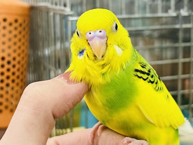 セキセイインコ