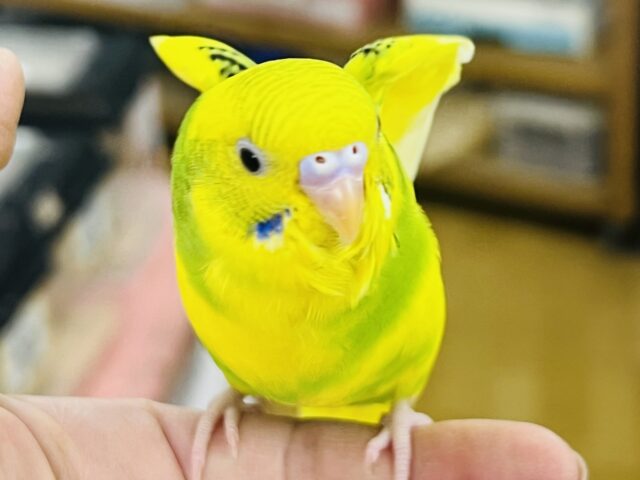 セキセイインコ