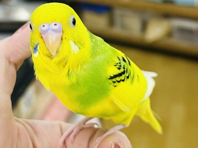 セキセイインコ