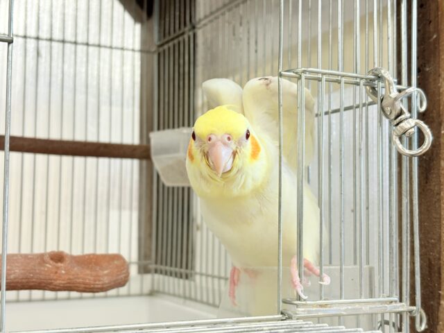 オカメインコ