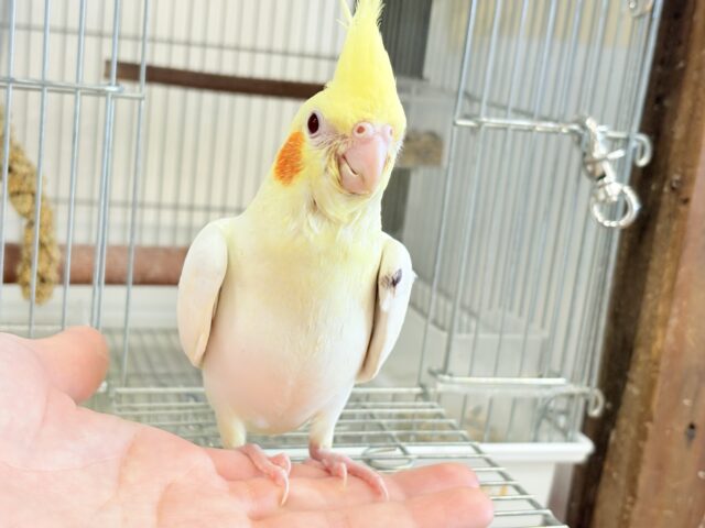 オカメインコ