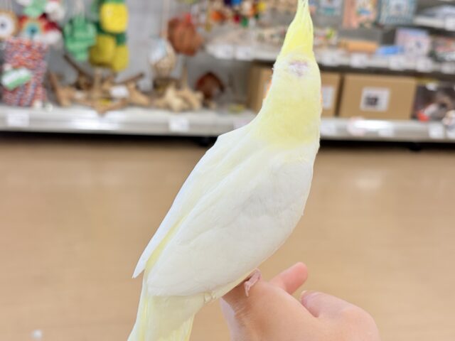 オカメインコ