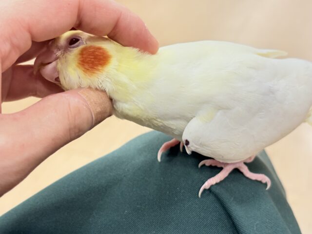 オカメインコ