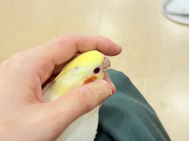 オカメインコ