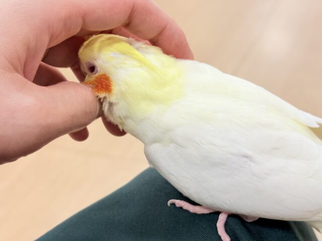 オカメインコ