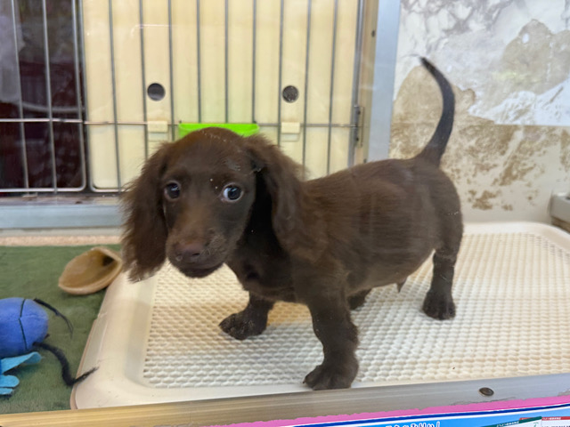 ミニチュアダックス