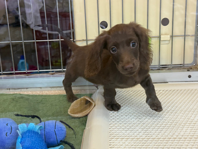 ミニチュアダックス