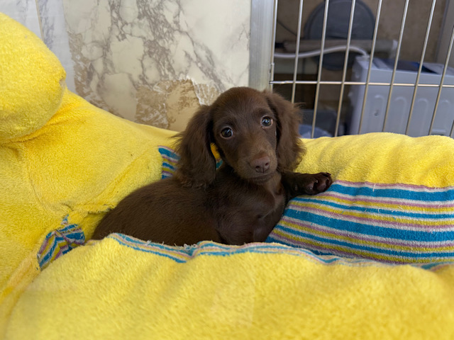 ミニチュアダックス