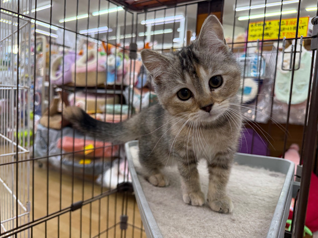 スコティッシュフォールド