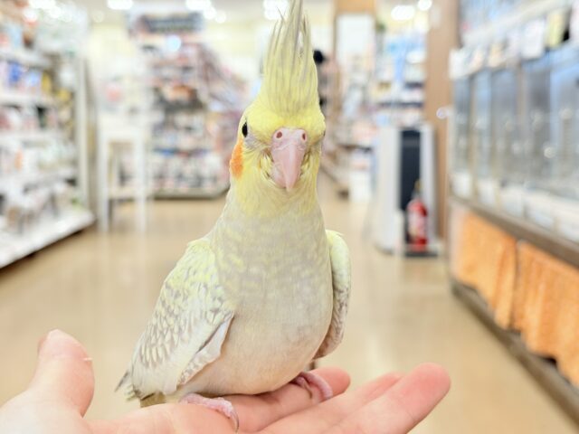 オカメインコ