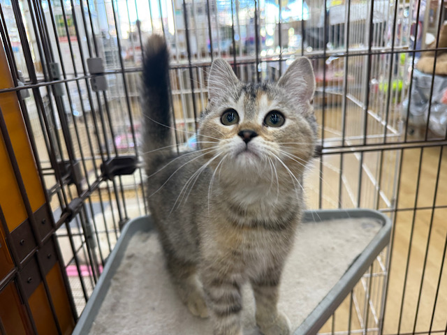 スコティッシュフォールド