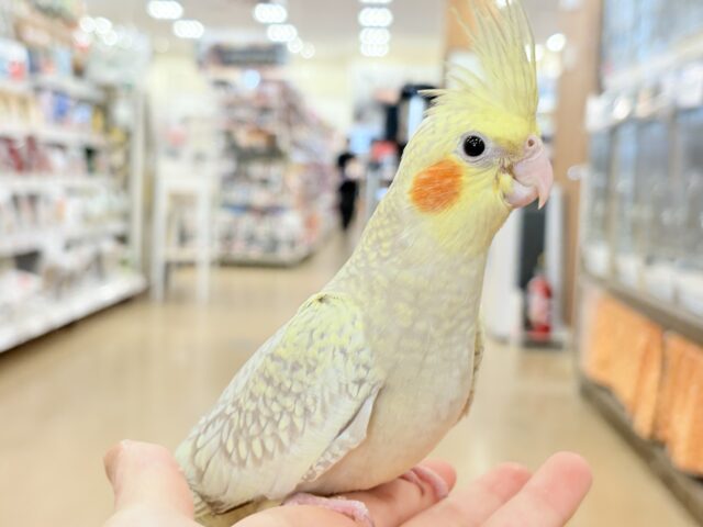 オカメインコ