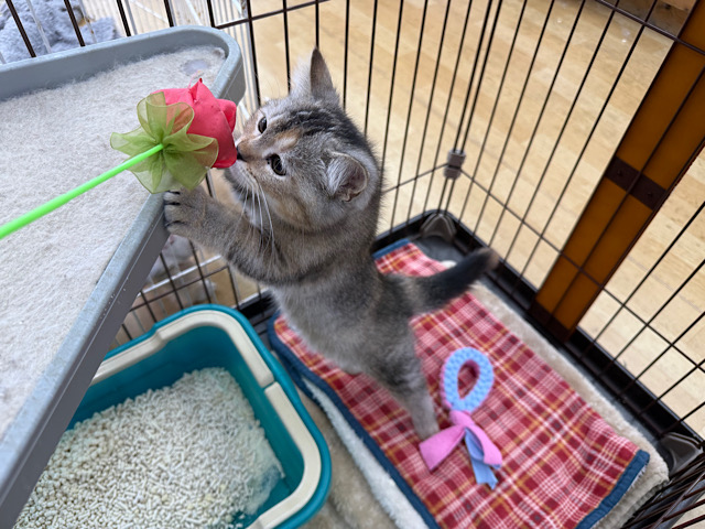 スコティッシュフォールド